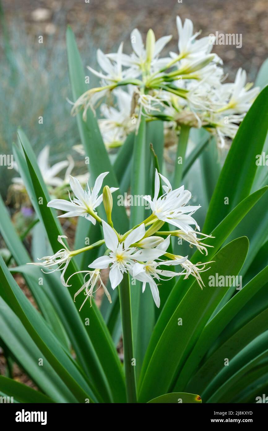 Pancratium illyricum. Umbrels de fleurs blanches. Banque D'Images