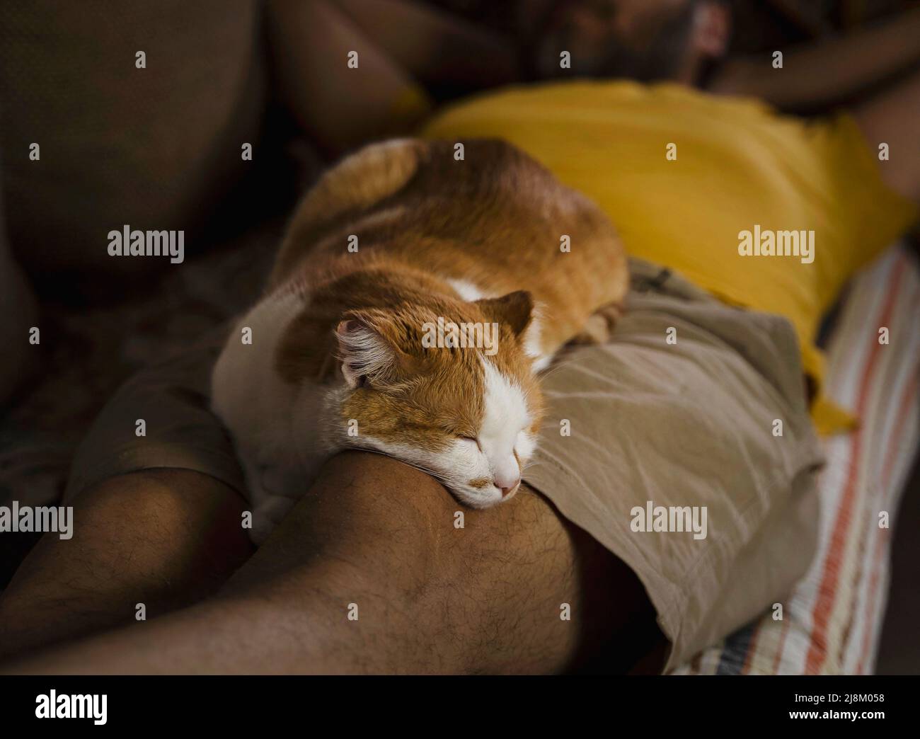 chat mignon dormant sur les jambes de l'homme Banque D'Images