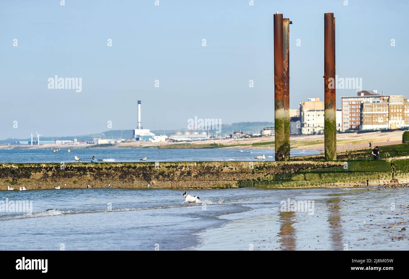 Brighton, Royaume-Uni, 17th mai 2022 - Un chien aime barboter dans la mer à côté de la jetée ouest de Brighton, comme on prévoit aujourd'hui être la plus chaude de l'année jusqu'à présent avec des températures qui devraient atteindre 26 degrés dans certaines parties du Royaume-Uni: Credit Simon Dack / Alay Live News Banque D'Images
