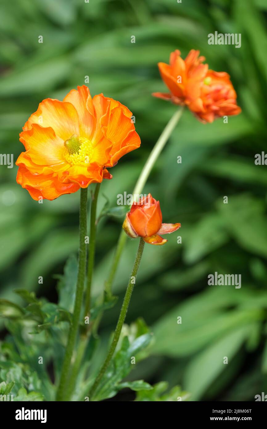 Orange Ranunculus Rococo. Ranunculus Rocorange, Rococo Series, coque rococo Orange. Fleurs semi-doubles à rayures orange et jaune à la fin du printemps Banque D'Images