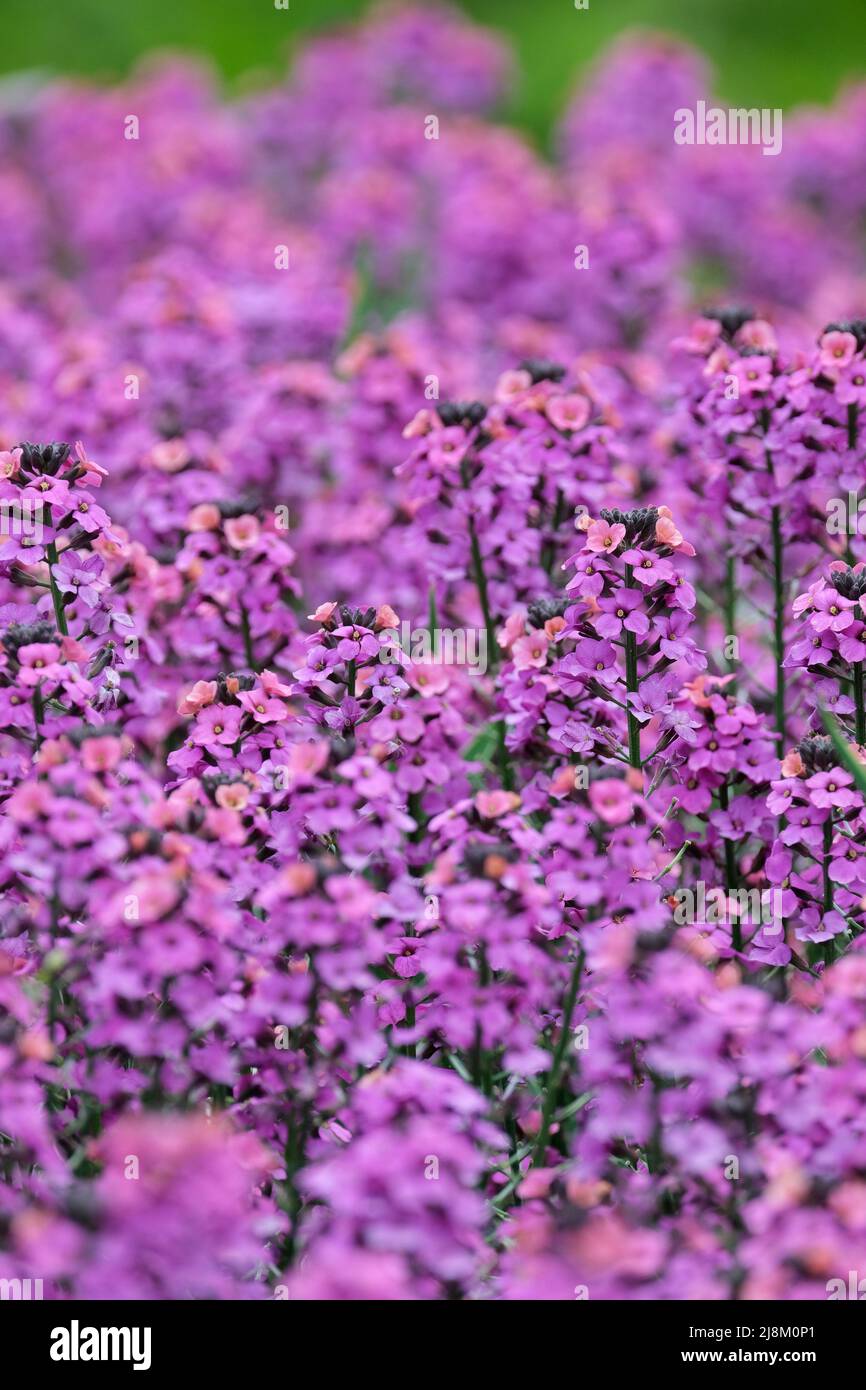 Wallflower, Erysimum linifolium Super Bowl série Compact Purple Banque D'Images