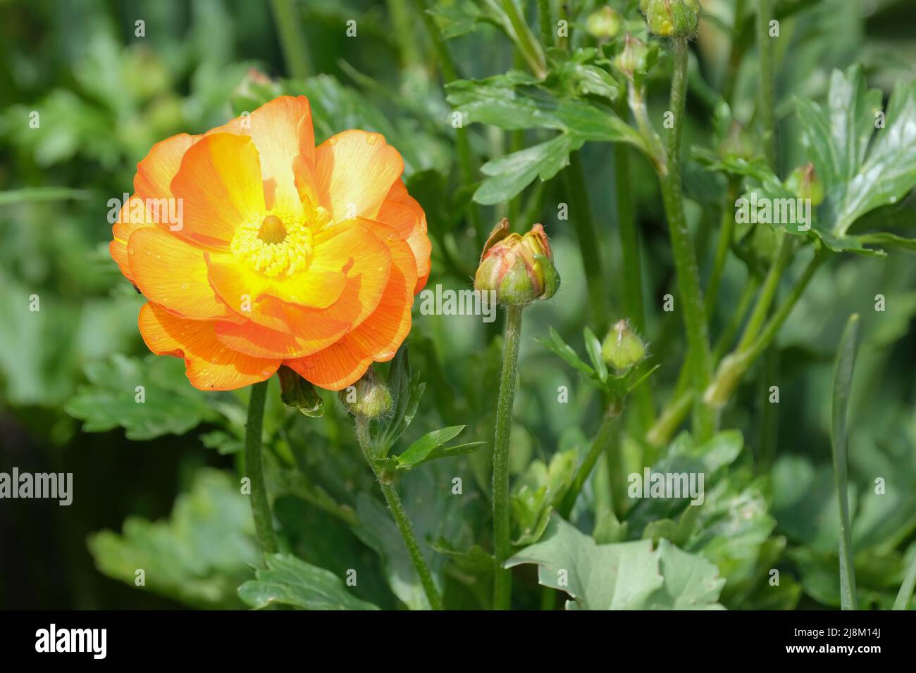 Orange Ranunculus Rococo. Ranunculus Rocorange, Rococo Series, coque rococo Orange. Fleurs semi-doubles à rayures orange et jaune à la fin du printemps Banque D'Images