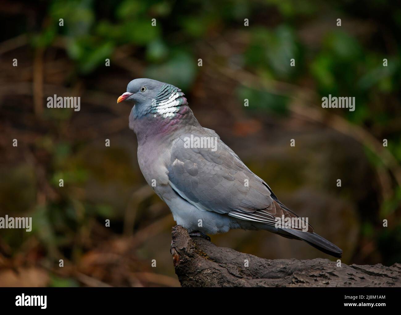 Pigeon en bois perché sur une bûche Banque D'Images