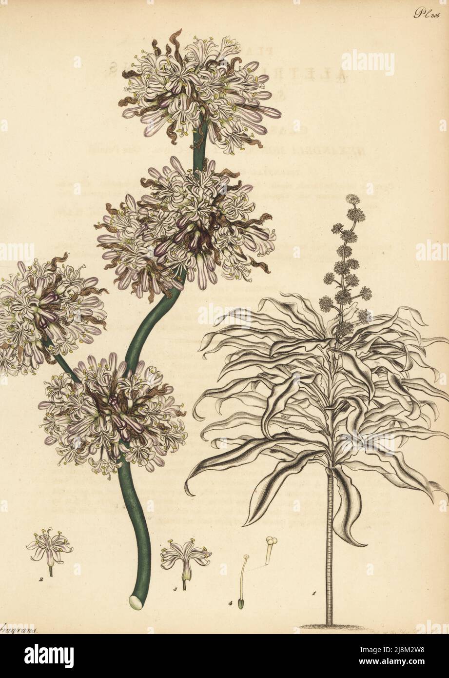 Plante de maïs, Dracaena fragrans. Aletris au parfum doux, aletris fragrans. D'Afrique, dans la collection de James Vere de Kensington Gore. Gravure de coperplate dessinée, gravée et colorée à la main par Henry Andrews de son registre botanique, Volume 5, autopubliée à Knightsbridge, Londres, 1803. Banque D'Images