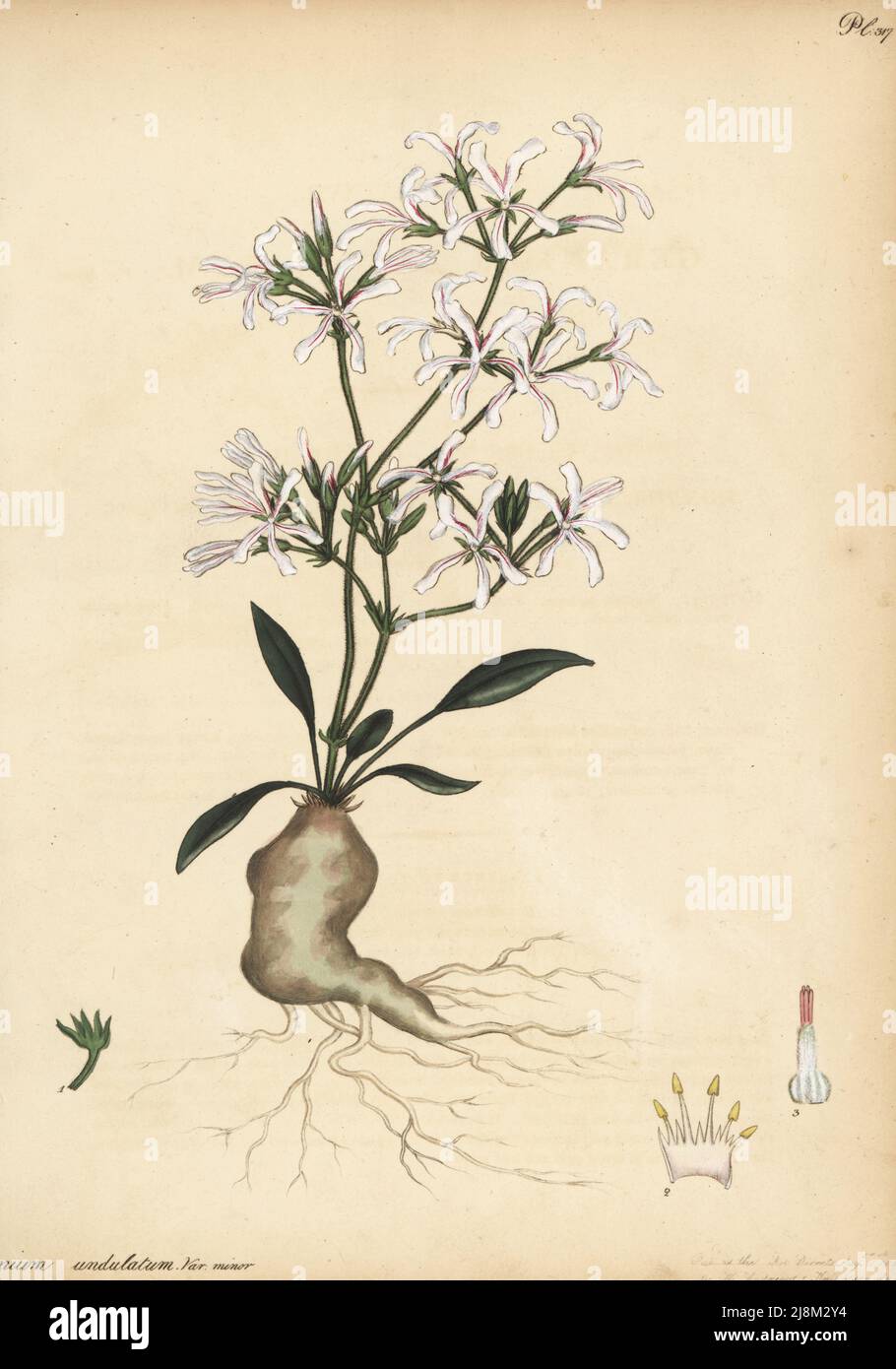 Pelargonium undulatum. Géranium à fleurs ondulées, géranium undulatum. Dans la collection George Hibbert. Gravure de coperplate dessinée, gravée et colorée à la main par Henry Andrews de son registre botanique, Volume 5, autopubliée à Knightsbridge, Londres, 1803. Banque D'Images