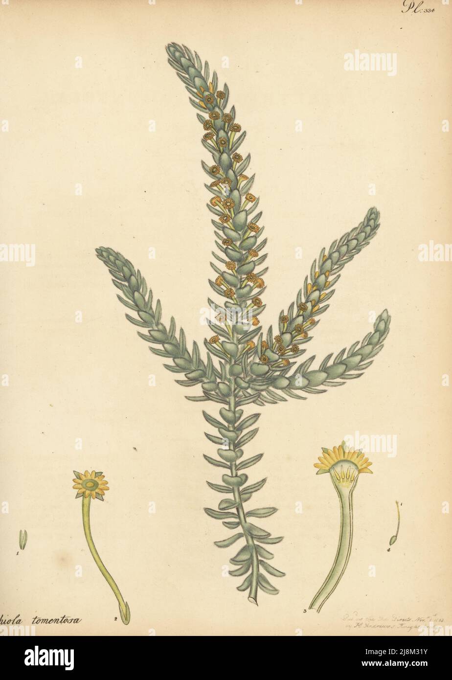Struthiola à feuilles descendantes, Struthiola tomentosa. Du Cap de bonne espérance, Afrique du Sud, dans la pépinière de Clapham. Gravure de coperplate dessinée, gravée et colorée à la main par Henry Andrews de son registre botanique, Volume 5, autopubliée à Knightsbridge, Londres, 1803. Banque D'Images