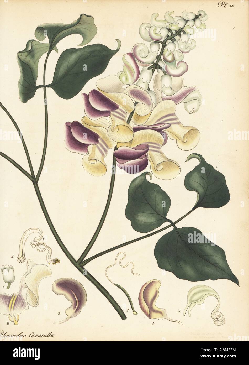 Vigne en tire-bouchon, Cochliasanthus caracalla. Haricot à fleurs d'escargot, Phaseolus caracalla. Depuis le Brésil, l'Amérique du Sud. Gravure de coperplate dessinée, gravée et colorée à la main par Henry Andrews de son registre botanique, Volume 5, autopubliée à Knightsbridge, Londres, 1803. Banque D'Images