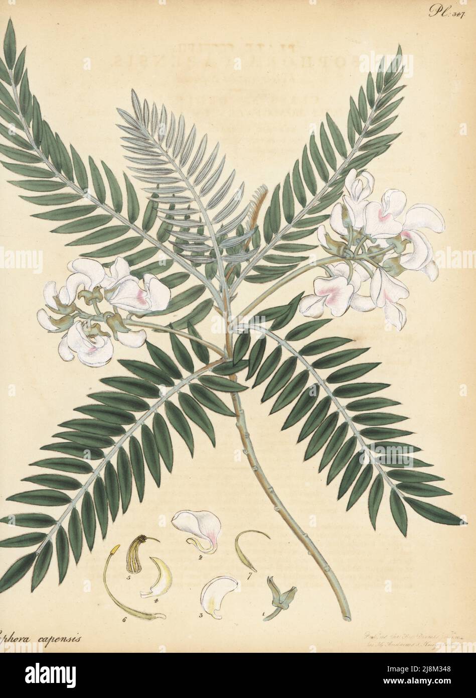 Cape lilas ou keurboom, Virgilia oroboides. sophora à feuilles volées, Sophora capensis. Du Cap de bonne espérance, Afrique du Sud, présenté par le chasseur de plantes Francis Masson. Gravure de coperplate dessinée, gravée et colorée à la main par Henry Andrews de son registre botanique, Volume 5, autopubliée à Knightsbridge, Londres, 1804. Banque D'Images
