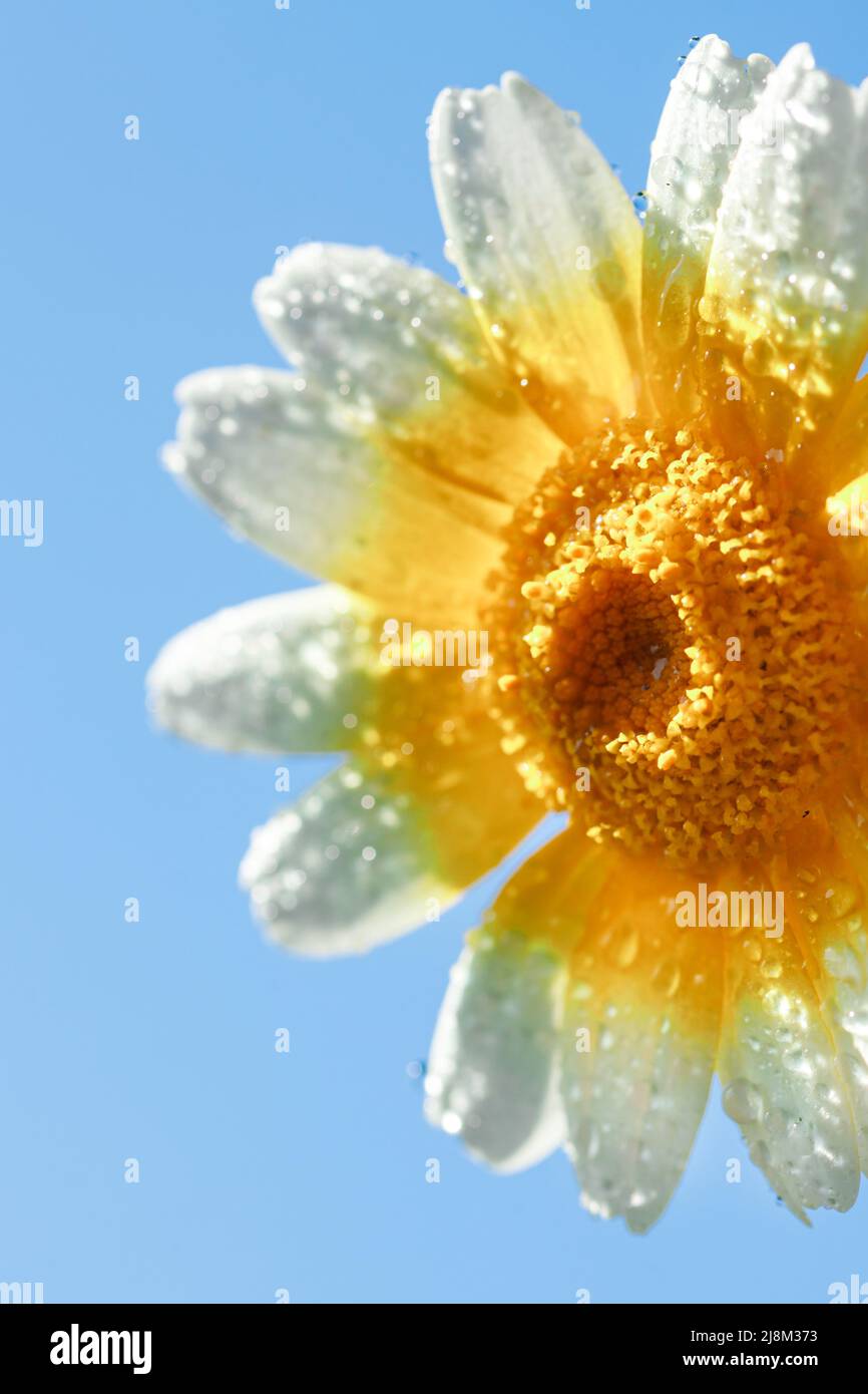 Fleur Macro. Arrière-plan naturel. Gouttes d'eau... Banque D'Images