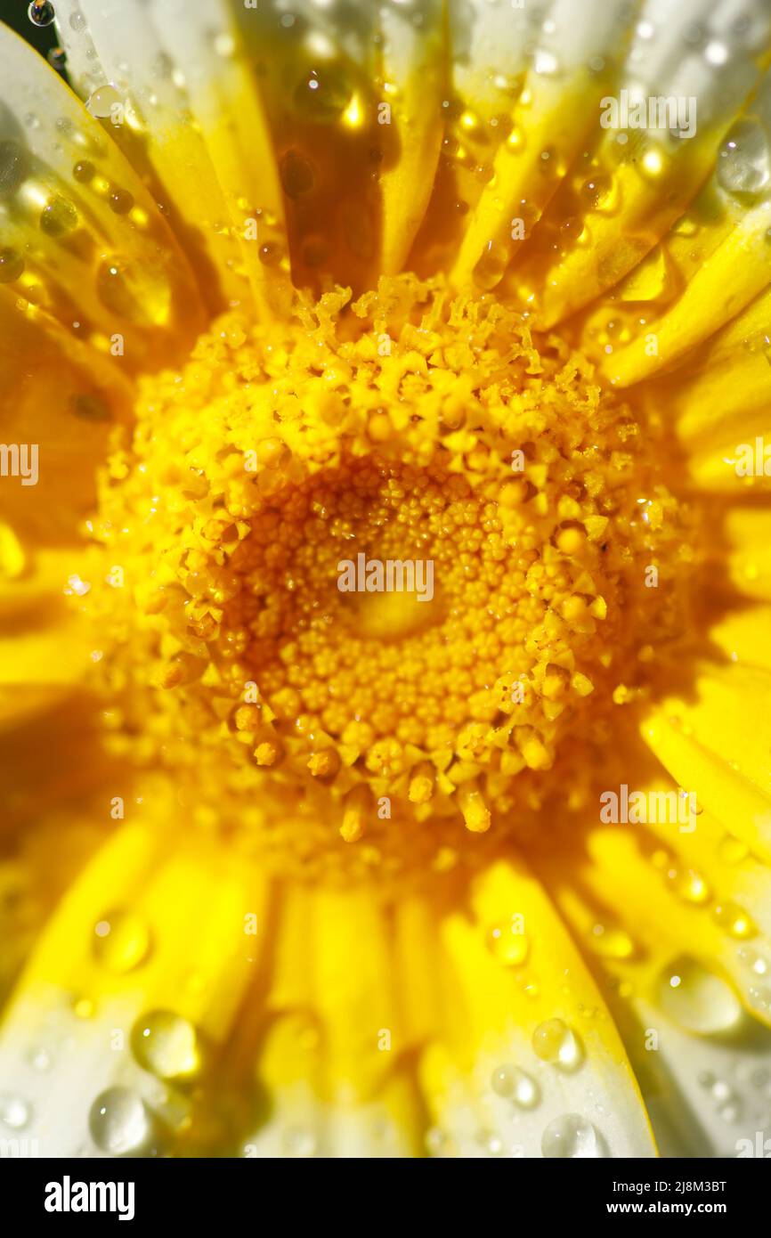 Fleur Macro. Arrière-plan naturel. Gouttes d'eau... Banque D'Images