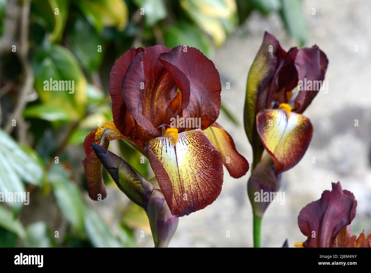 Iris Kent Pride fleur iris barbu avec fleurs cuivrées Banque D'Images