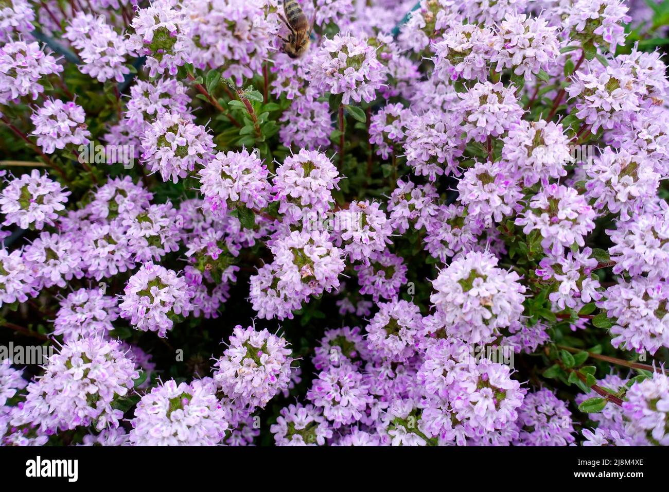 Thymus floraison, Allemagne Banque D'Images