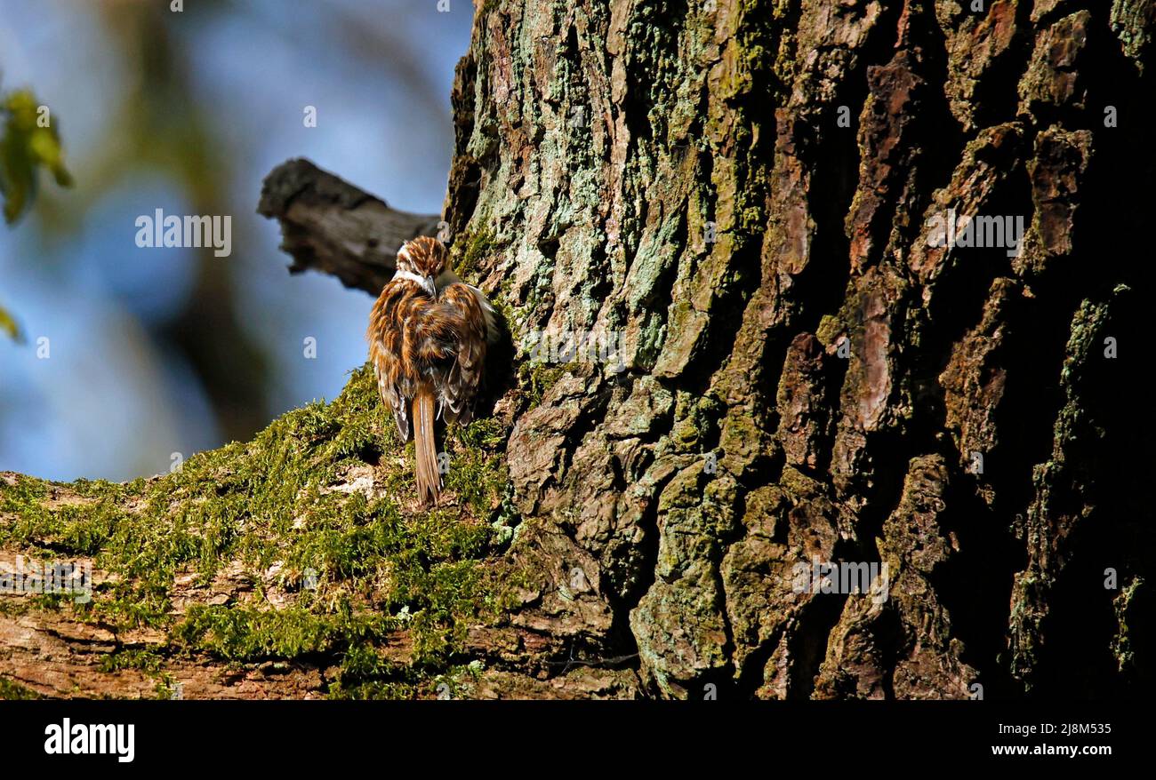 Le preening de Treecreeper sur une branche d'arbre Banque D'Images