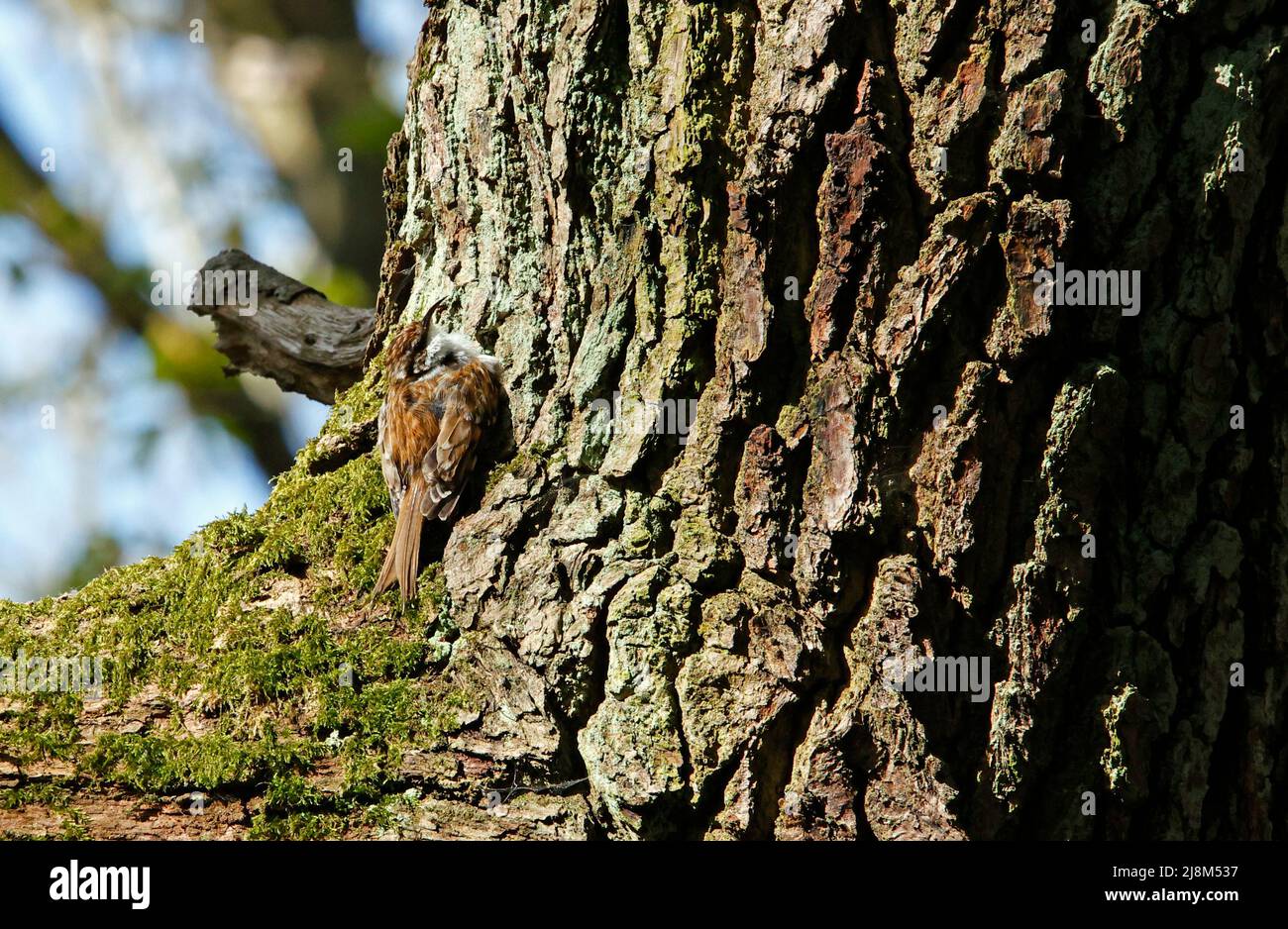 Le preening de Treecreeper sur une branche d'arbre Banque D'Images