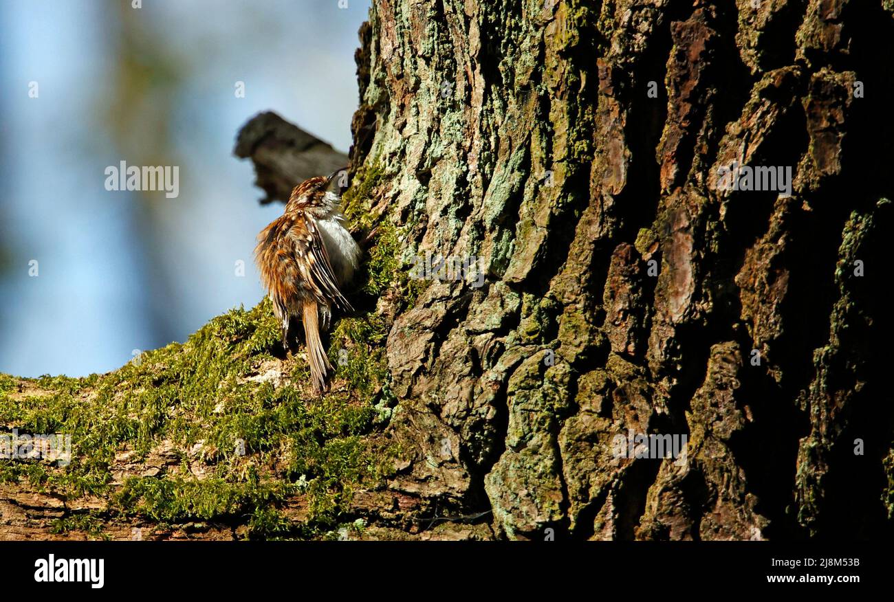 Le preening de Treecreeper sur une branche d'arbre Banque D'Images
