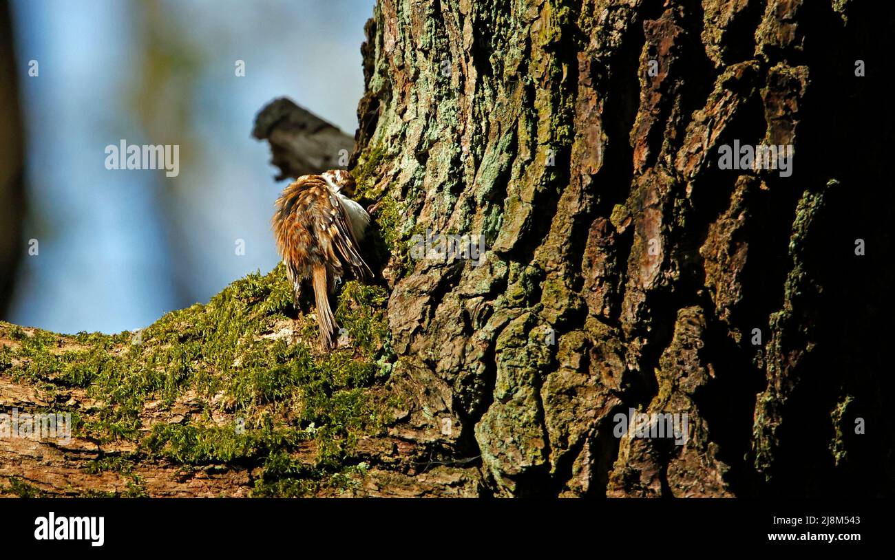 Le preening de Treecreeper sur une branche d'arbre Banque D'Images