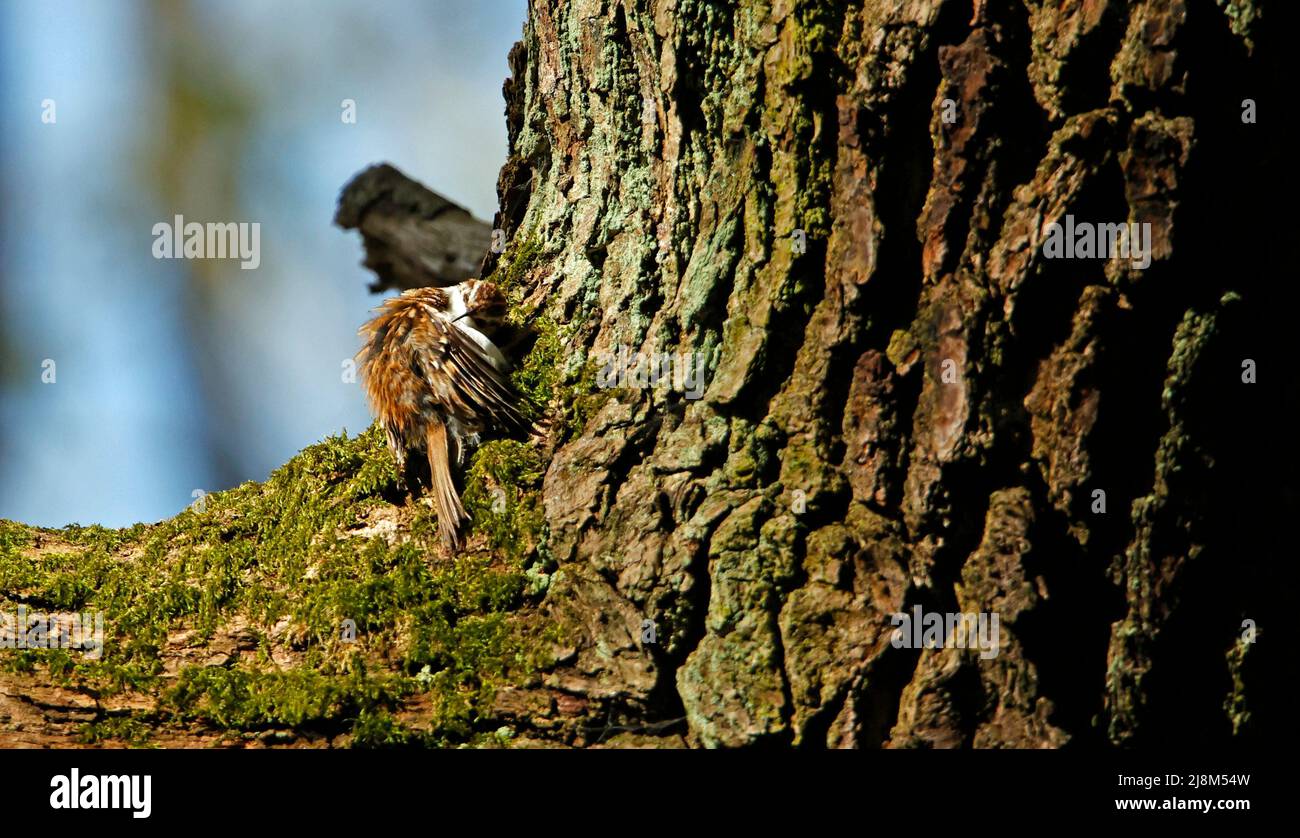 Le preening de Treecreeper sur une branche d'arbre Banque D'Images