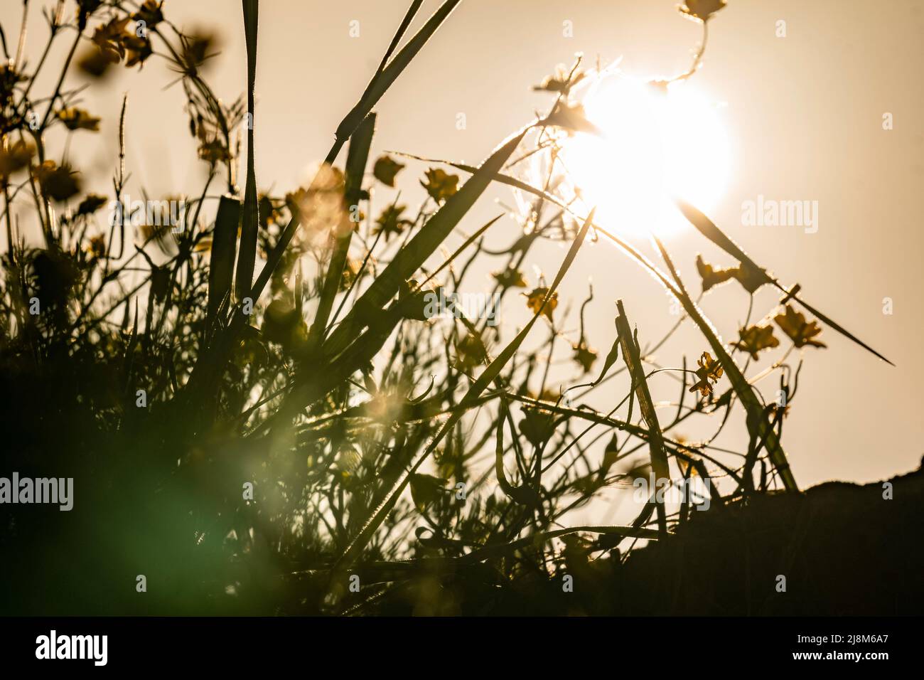 Photo frontale de fleurs de moutarde en plein soleil avec mise au point sélective. Banque D'Images