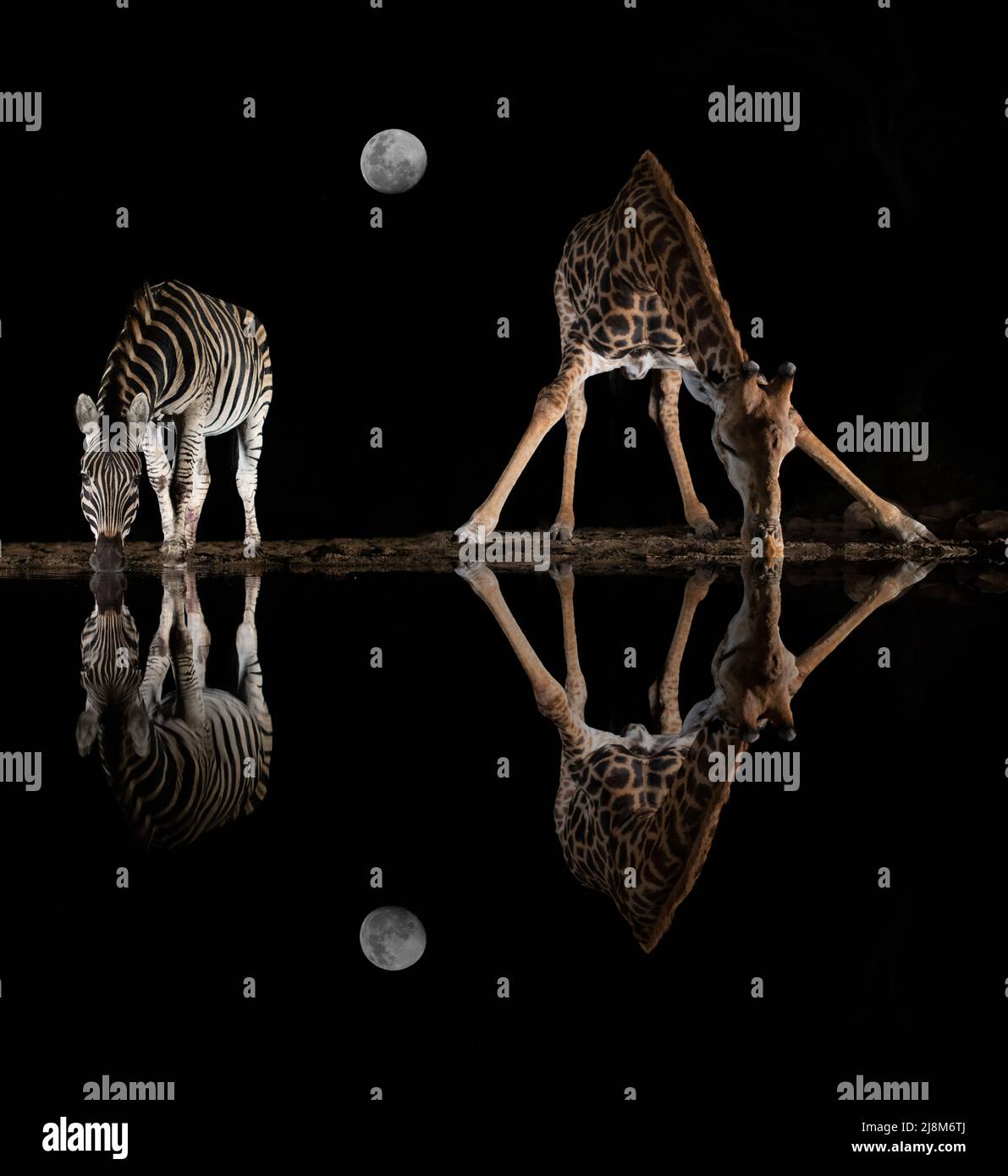 Œuvres d'art d'une girafe et d'un zèbre buvant d'une piscine dans la nuit se reflétant dans l'eau avec la lune dans le ciel Banque D'Images