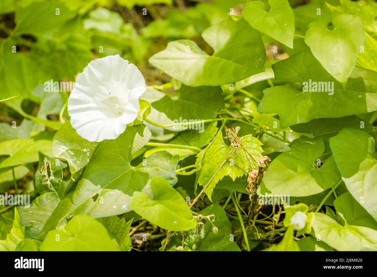 Nom latin de la plante Banque de photographies et d’images à haute — free download