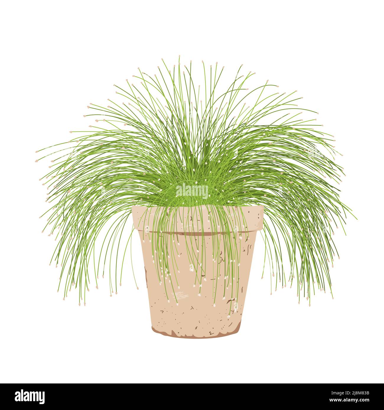 Plante d'isolepis en pot. Fibre optique herbe dans un pot de fleur isolé sur blanc. Vecteur Scirpus cernuus Illustration de Vecteur Plante d'isolepis en pot. Fibre optique herbe dans un pot de fleur isolé sur blanc. Vecteur Scirpus cernuus Illustration de Vecteur