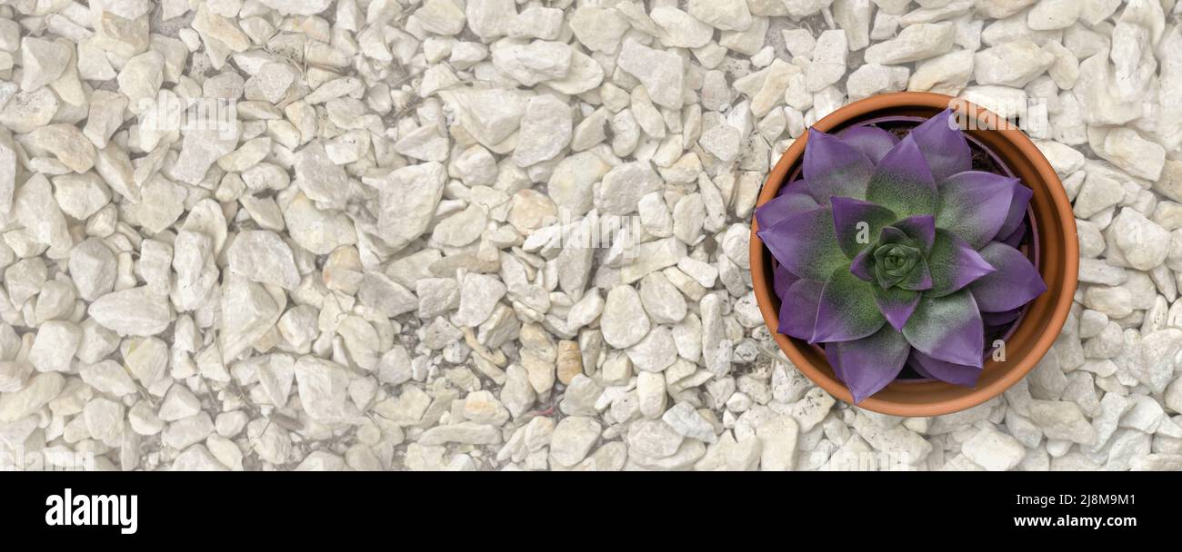 Succulent dans une vue sur une marmite sur un fond de pierres à la mode plante intérieure gritty Rocks. Fée Jardinage avec garniture supérieure Banque D'Images