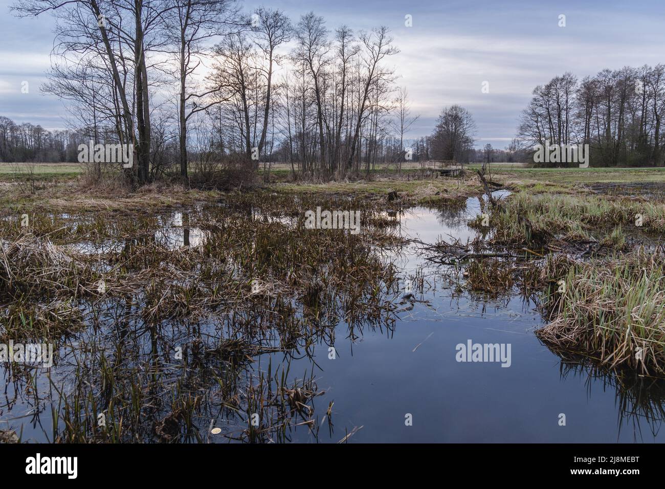 Prés après les averses de printemps dans le comté de Wegrow, Masovian Voivodeship de Pologne Banque D'Images
