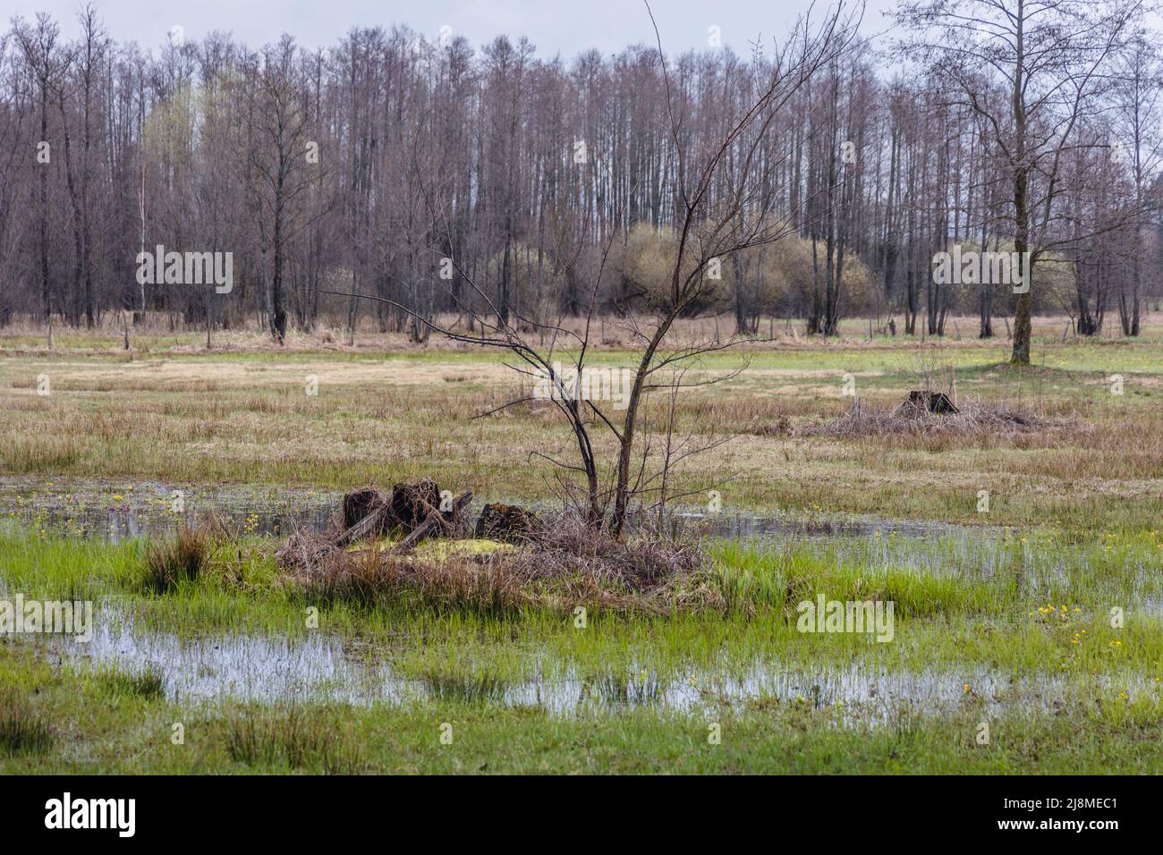 Prés après les averses de printemps dans le comté de Wegrow, Masovian Voivodeship de Pologne Banque D'Images