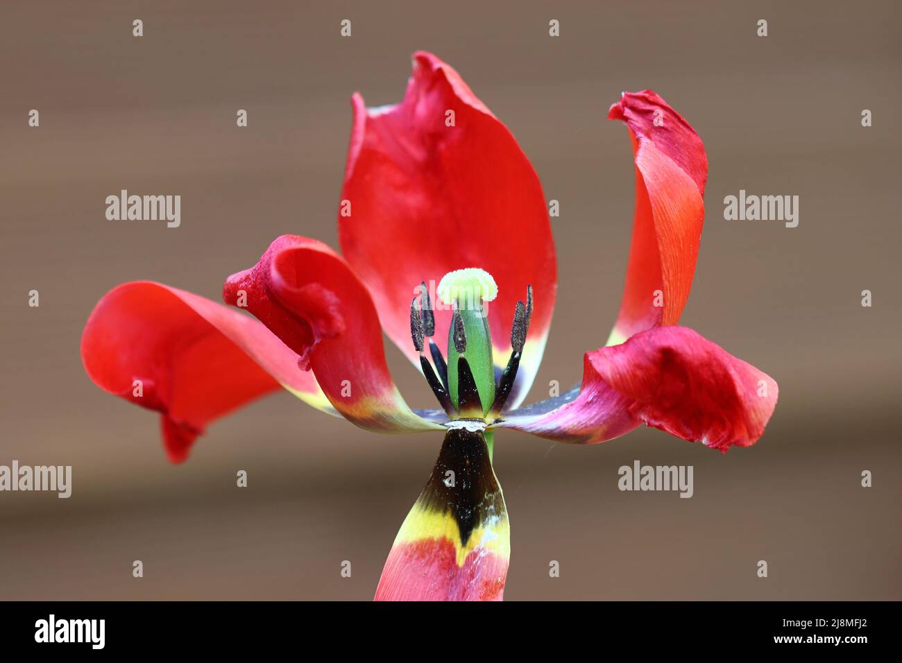 gros plan d'une tulipe rouge en fondu avec vue sur le noeud du fruit et les étamines, vue latérale, foyer sélectif Banque D'Images