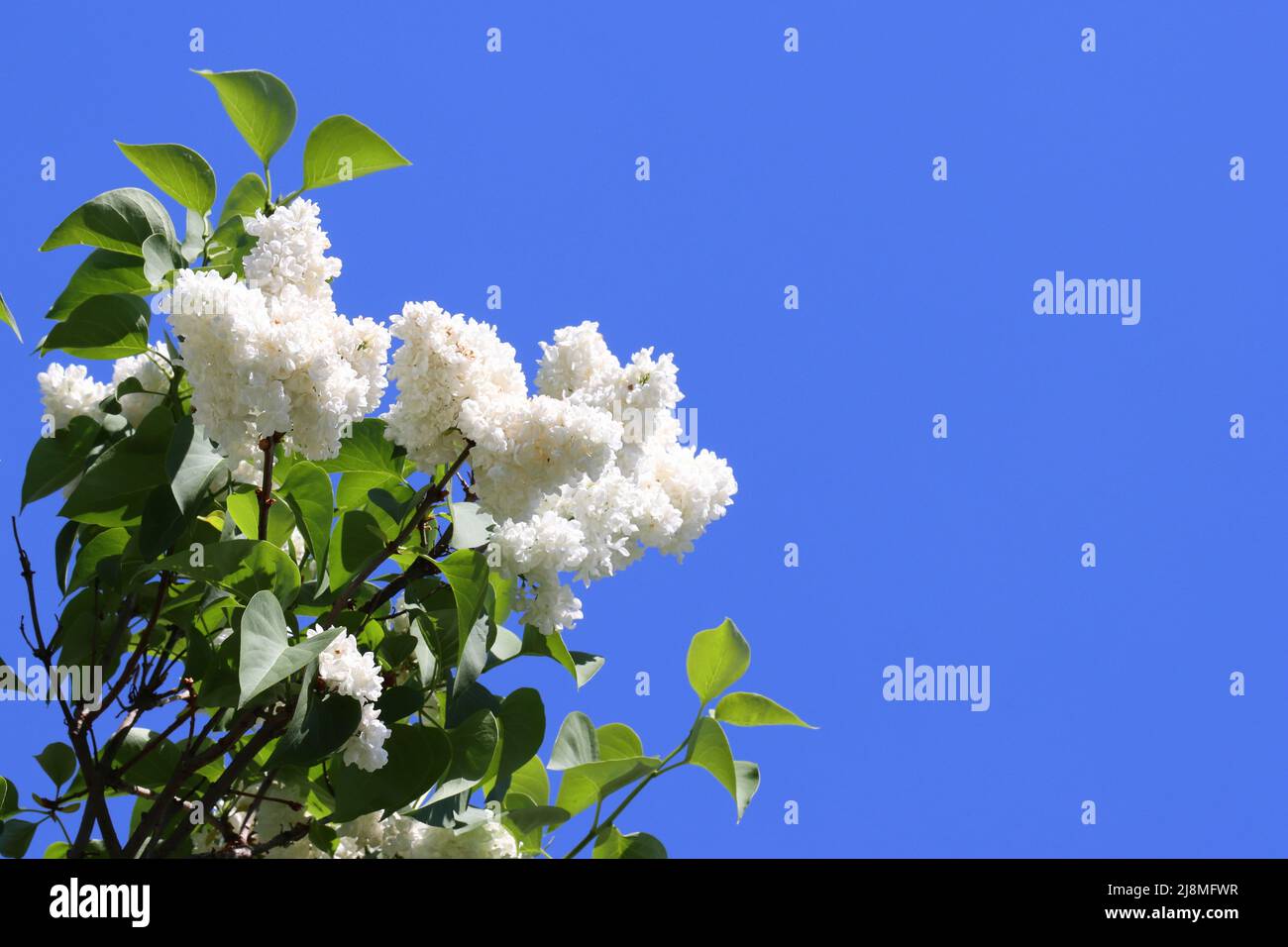 Image d'une branche florale de syringa vulgaris mm lemoine avec des panicules blancs frais contre un ciel bleu clair, espace de copie Banque D'Images