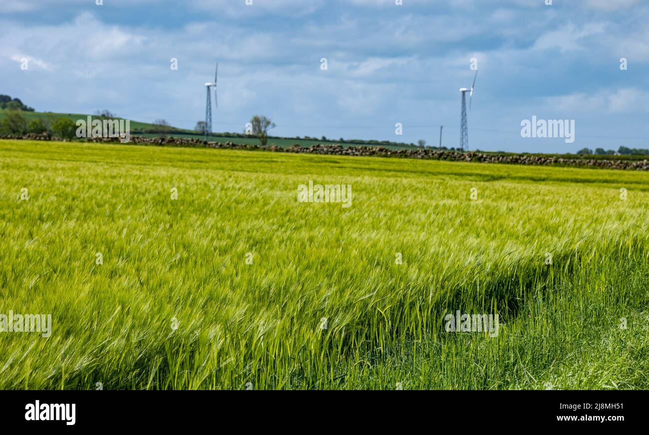 East Lothian, Écosse, Royaume-Uni, 17th mai 2022. Météo au Royaume-Uni : soleil de printemps. Un champ d'orge est sur le point de tourner du vert à l'or, avec le monument victorien en haut de la colline, Hopetoun Monument sur la crête de Garleton, visible au loin Banque D'Images