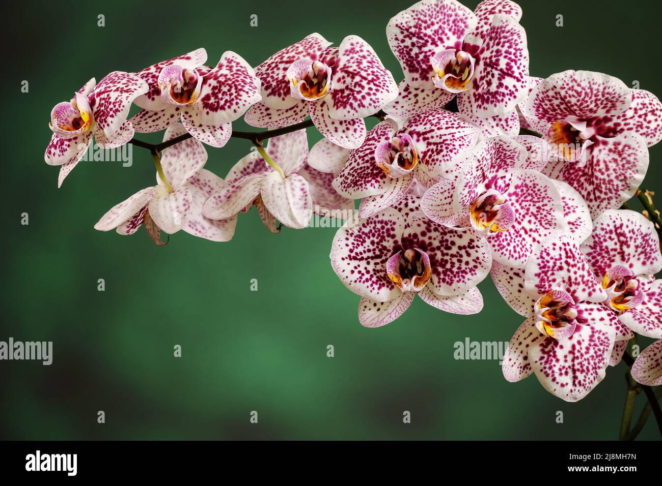 Fleurs roses d'orchidée, Phalaenopsis, gros plan. Espace libre pour le texte de la photo. Banque D'Images