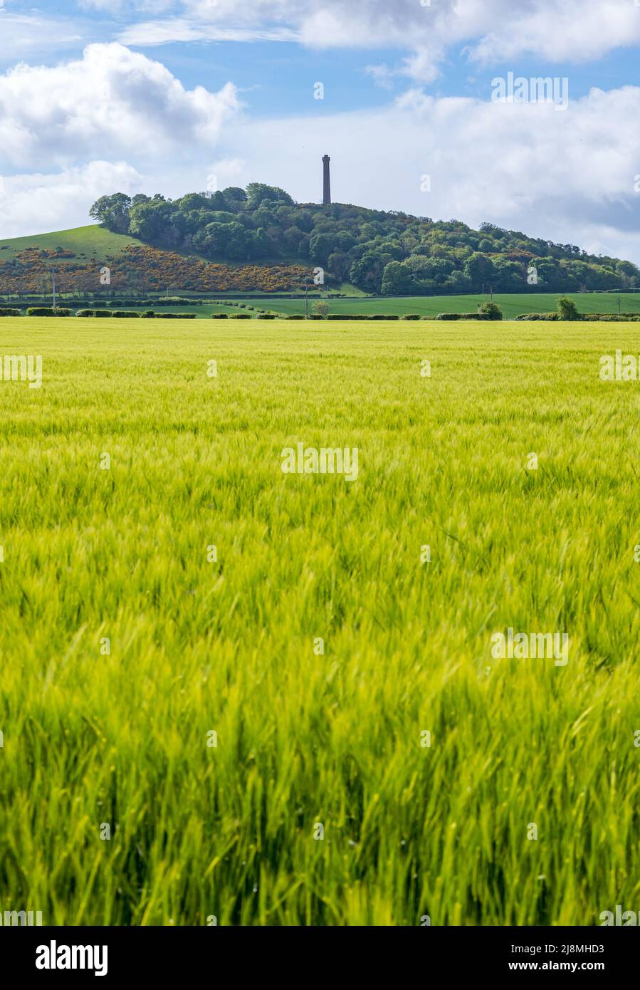 East Lothian, Écosse, Royaume-Uni, 17th mai 2022. Météo au Royaume-Uni : soleil de printemps. Un champ d'orge est sur le point de tourner du vert à l'or, avec le monument victorien en haut de la colline, Hopetoun Monument sur la crête de Garleton, visible au loin. Banque D'Images
