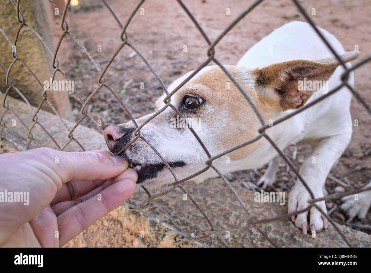 Joli chien abandonné derrière les barreaux. Un animal affamé demande de la nourriture. Banque D'Images