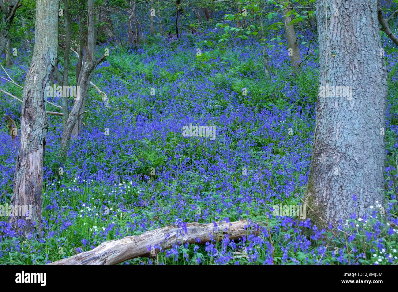 Bluebell Wood en fleur dans le comté de Durham au printemps Banque D'Images
