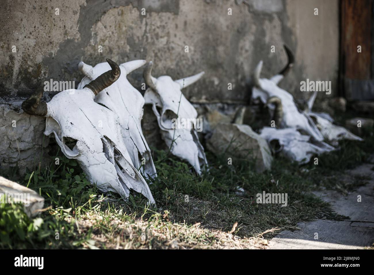 Squelettes de tête (crâne) d'une vache à cornes debout le long d'un mur en béton à l'ombre, par une journée ensoleillée Banque D'Images