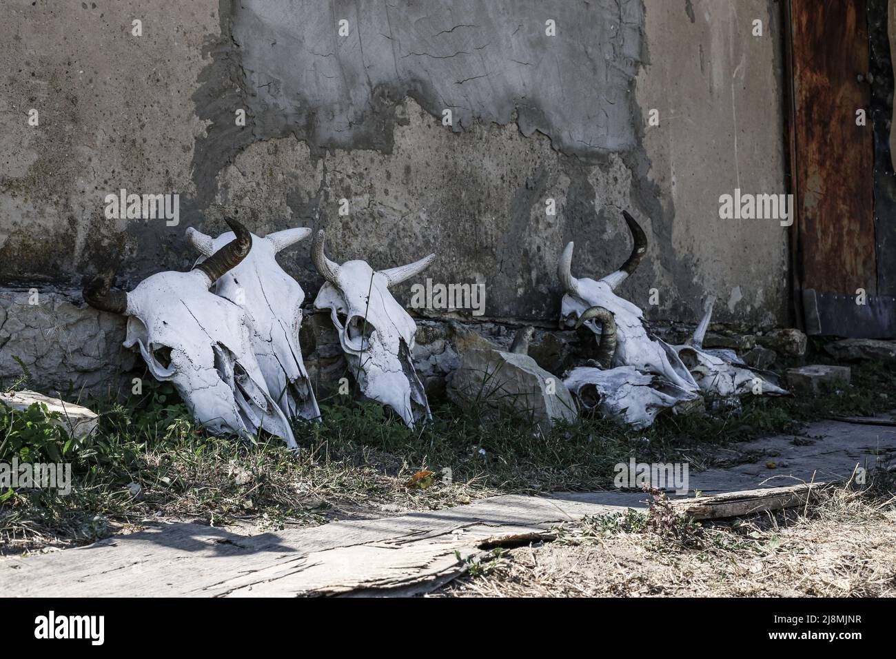 Squelettes de tête (crâne) d'une vache à cornes debout le long d'un mur en béton à l'ombre, par une journée ensoleillée Banque D'Images