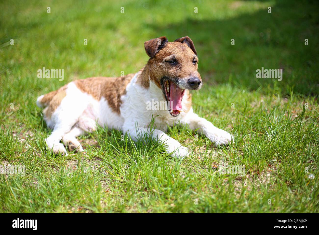 Jack Russell Terrier nawns de chien couché sur l'herbe verte lors d'un été ensoleillé chaud jour Banque D'Images