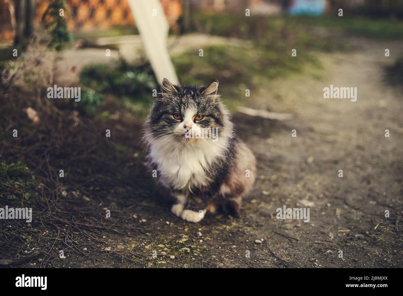 Un chat de village doux sans-abri se trouve sur un chemin à côté des dépendances Banque D'Images