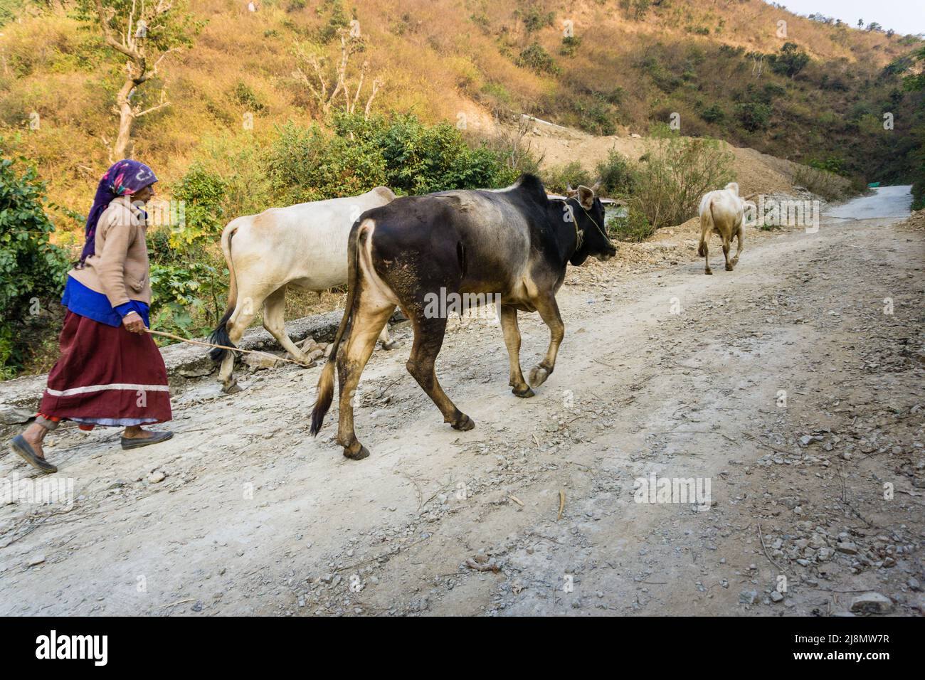 13 janvier 2021. Dehradun, Uttarakhand, Inde. Une femme indienne rurale garhwali prend son bétail pour une promenade et le pâturage. Banque D'Images