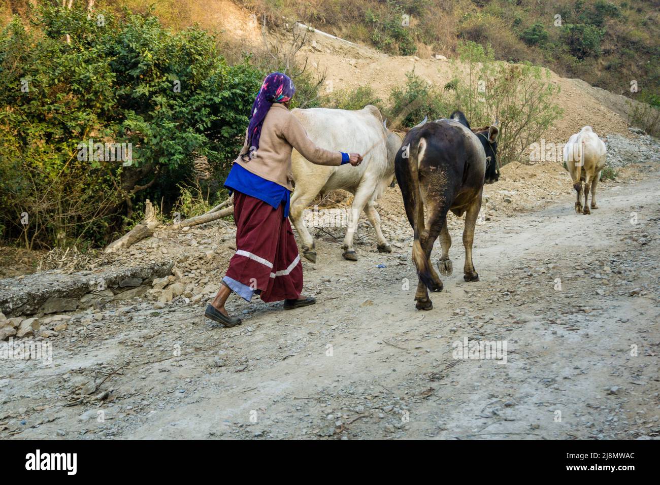 13 janvier 2021. Dehradun, Uttarakhand, Inde. Une femme indienne rurale garhwali prend son bétail pour une promenade et le pâturage. Banque D'Images