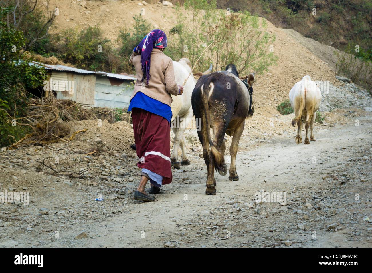 13 janvier 2021. Dehradun, Uttarakhand, Inde. Une femme indienne rurale garhwali prend son bétail pour une promenade et le pâturage. Banque D'Images