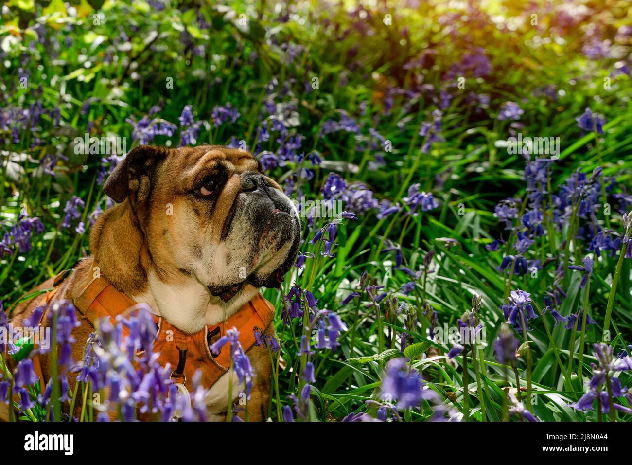 Chien rouge anglais/britannique Bulldog regardant vers le haut, léchant sa langue et assis dans les cloches le printemps chaud jour ensoleillé Banque D'Images