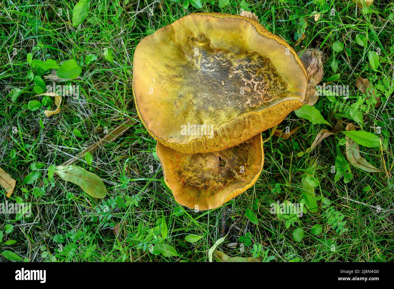 Les Boletinellaceae forment un champignon qui pousse à l'état sauvage au Royaume-Uni Banque D'Images