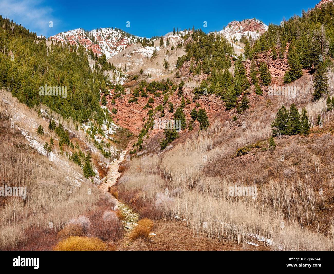 Un ruisseau s'écoule du sommet de la montagne et serpente sur un ravin étroit et à travers les tremble et les sapins le long du Colorado. Banque D'Images