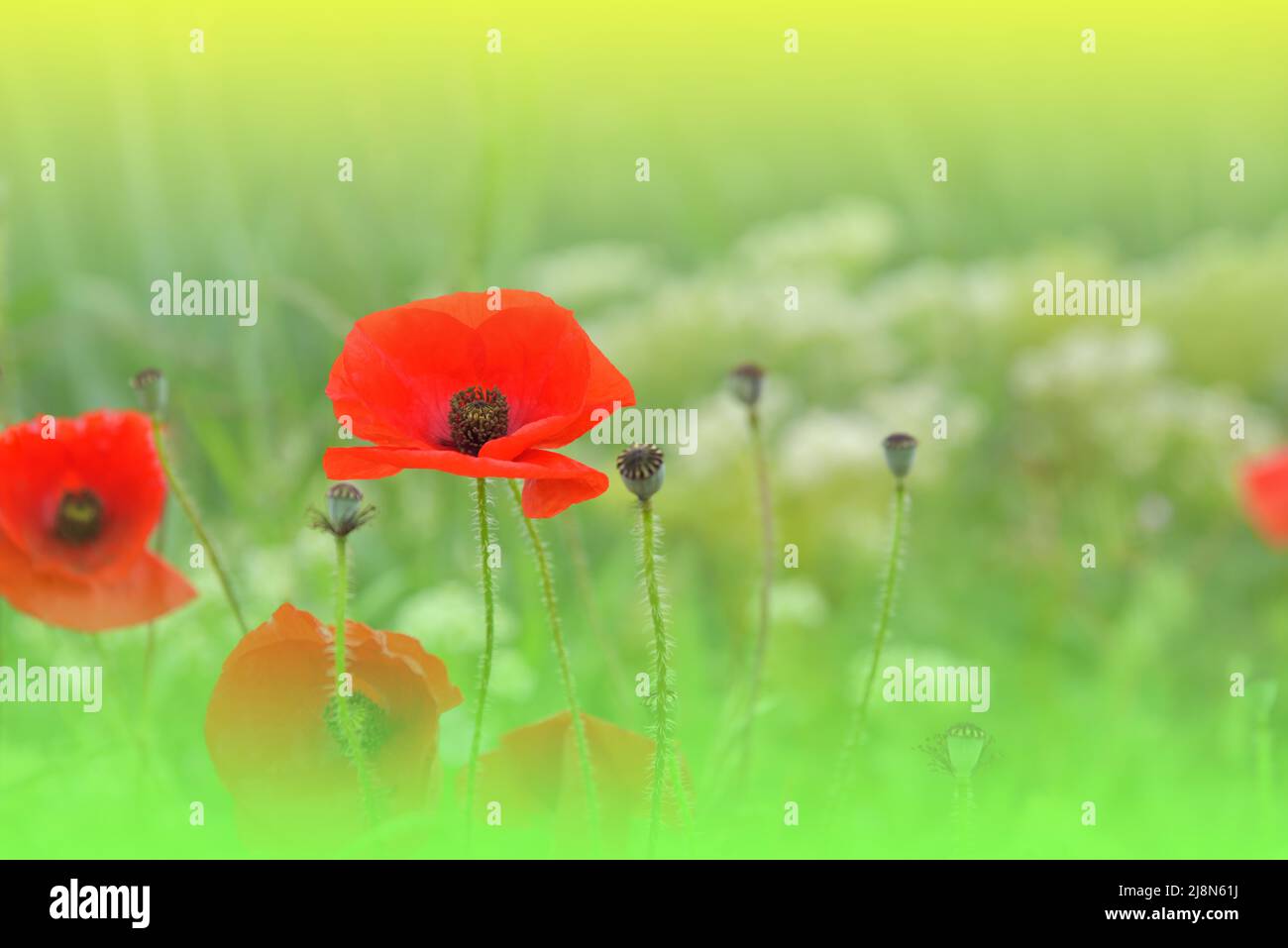 Belle macro photo.Red Poppy Flower.Floral Art Design.Close Photography.Conceptual Abstract image.Green nature Background.Fantasy Art.Poppies. Banque D'Images
