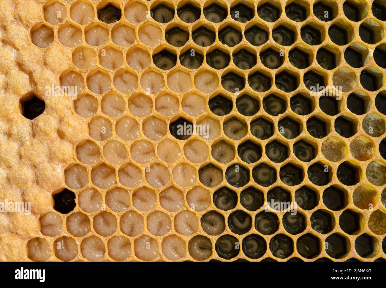 Cadre de couvain d'abeilles Banque de photographies et d'images à haute  résolution - Alamy