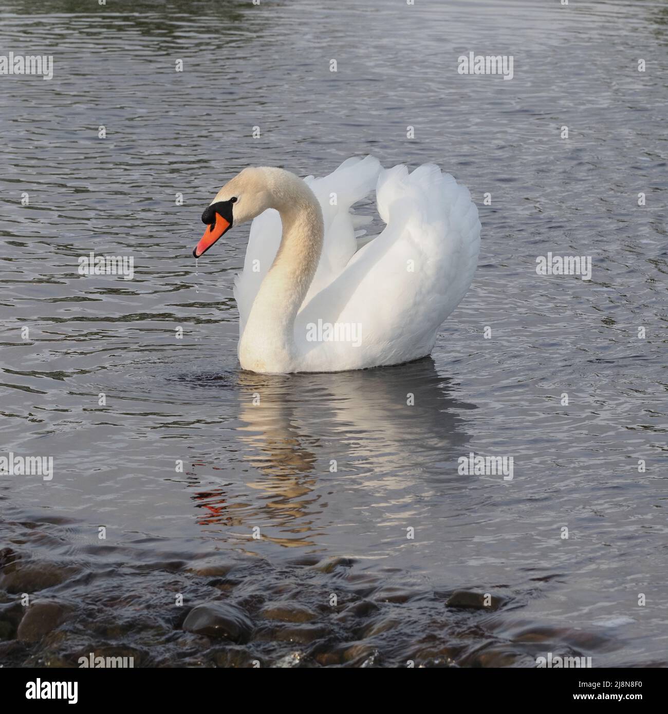 A CoB Mute Swan, Cygnus Olor, montrant ses ailes. Ses plumes blanches contrastant avec l'eau ondulée de couleur sombre lors d'une soirée ensoleillée. Banque D'Images