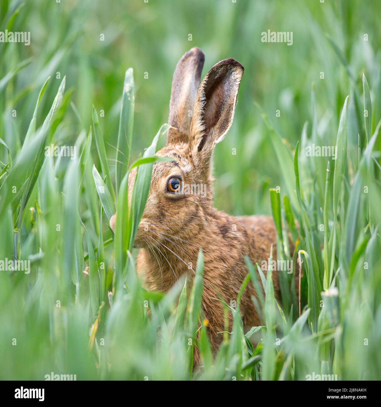 Gros plan du lièvre sauvage du Royaume-Uni (Lepus europaeus) qui se cache isolé dans les champs agricoles. Banque D'Images