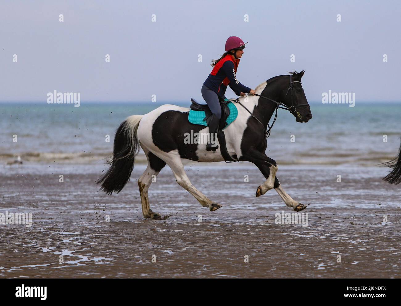 Coakham Bloodhounds sur la plage Banque D'Images